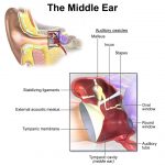 The MIddle Ear Anatomy