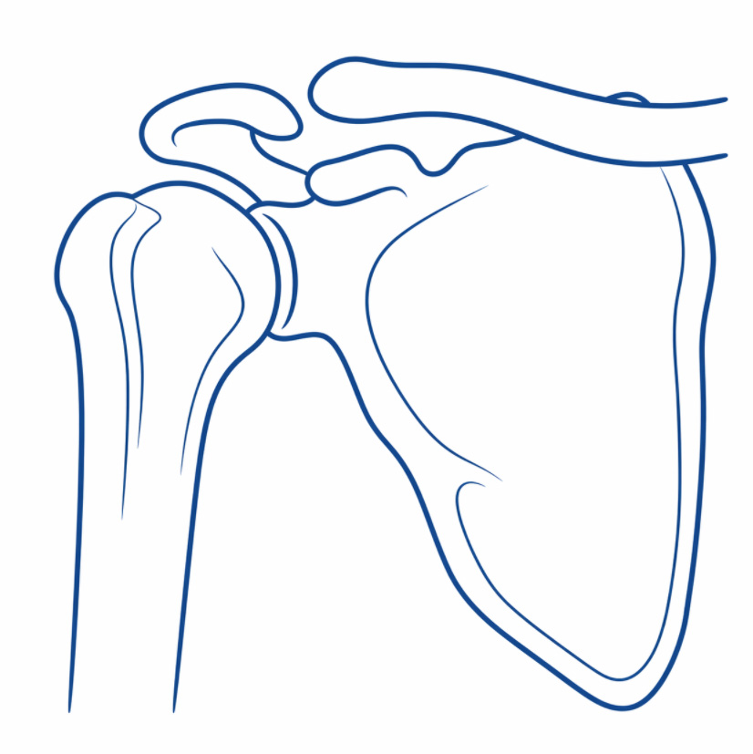 Shoulder Joint