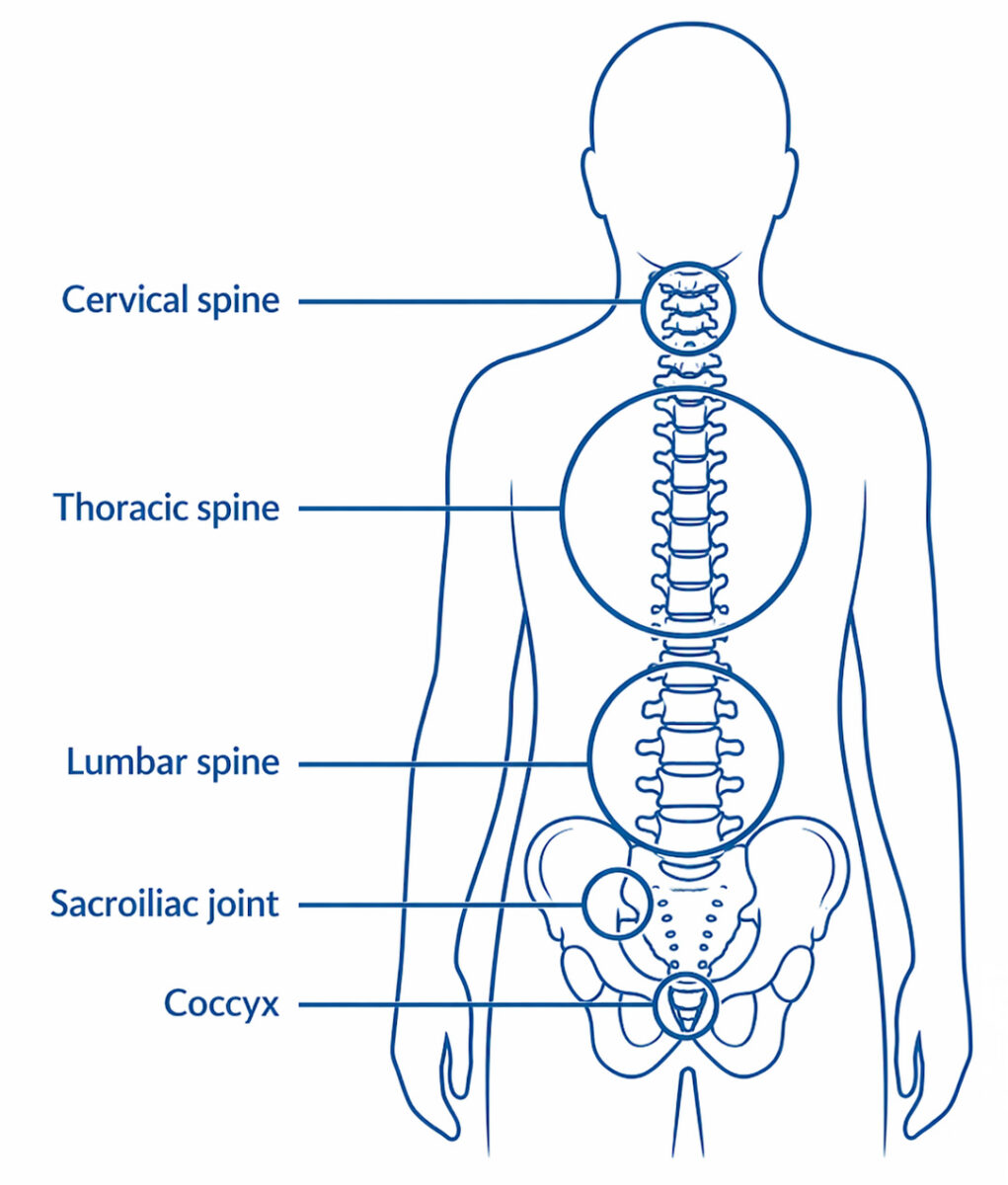 Spine